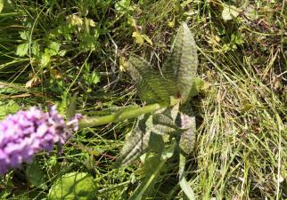 Dactylorhiza x braunii (Halácsy) Borsos & Soó ?<br/>Munții Ceahlău, Poiana Stănile, 8 Jul 2011 © Adrian Schlesinger - public domain (<a href=https://creativecommons.org/publicdomain/zero/1.0/ target=_blank>CC0 1.0</a>)